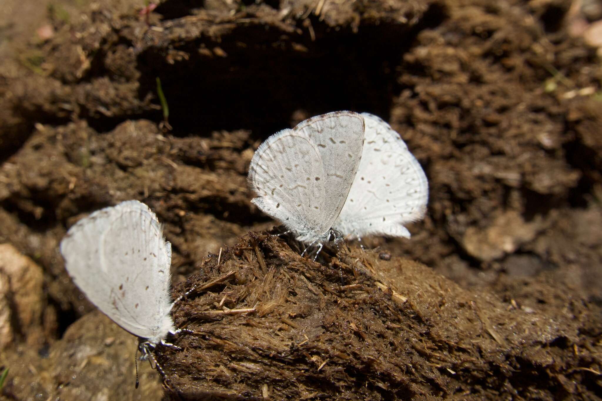 Image of <i>Celastrina humulus</i>