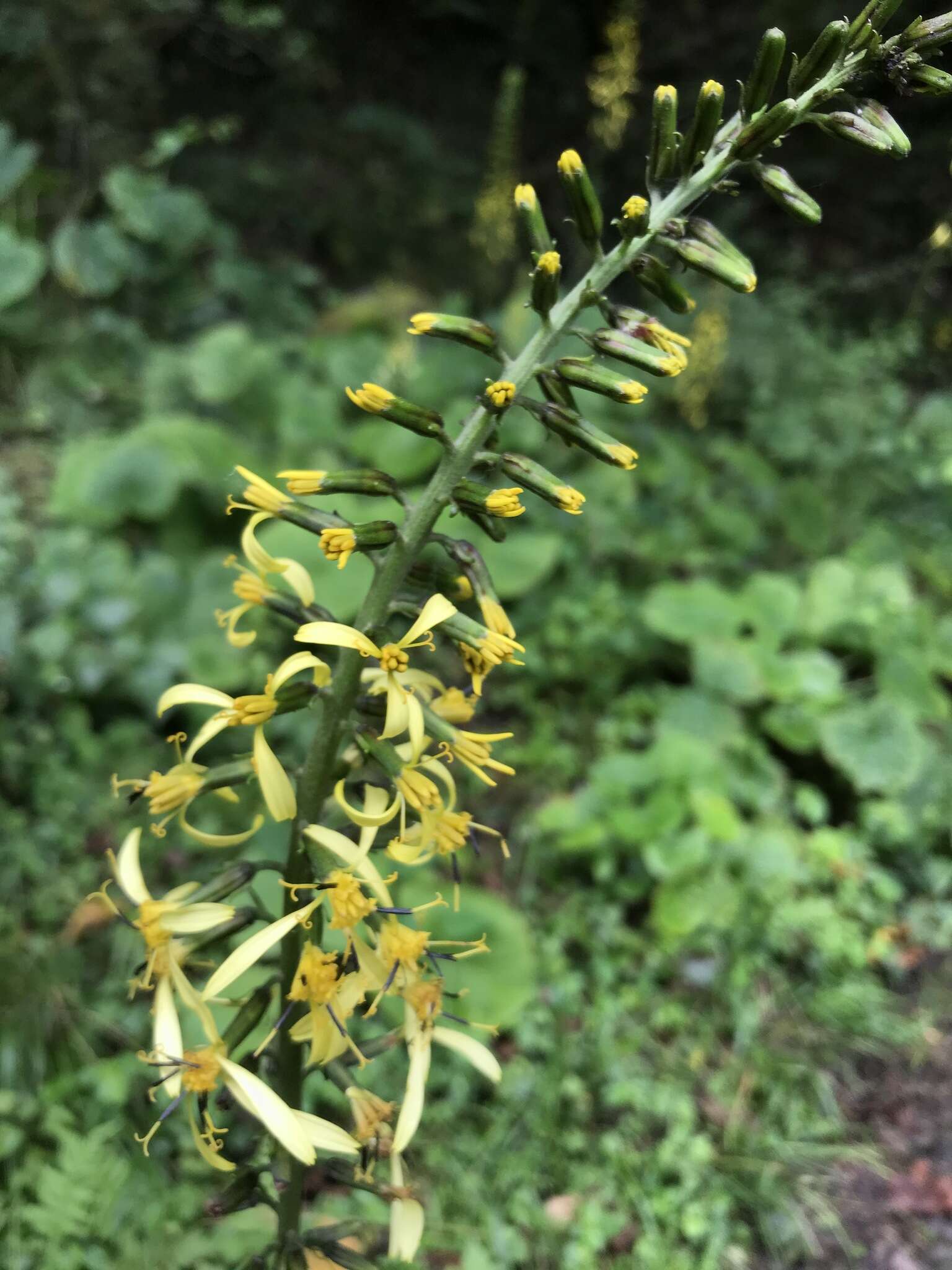 Image de Ligularia stenocephala (Maxim.) Matsum. & Koidz.