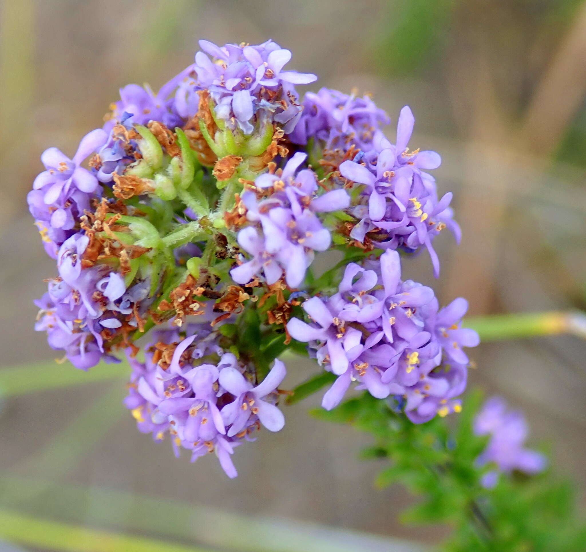 Image de Selago burchellii Rolfe