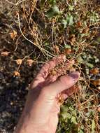 Image of Peirson's false bindweed