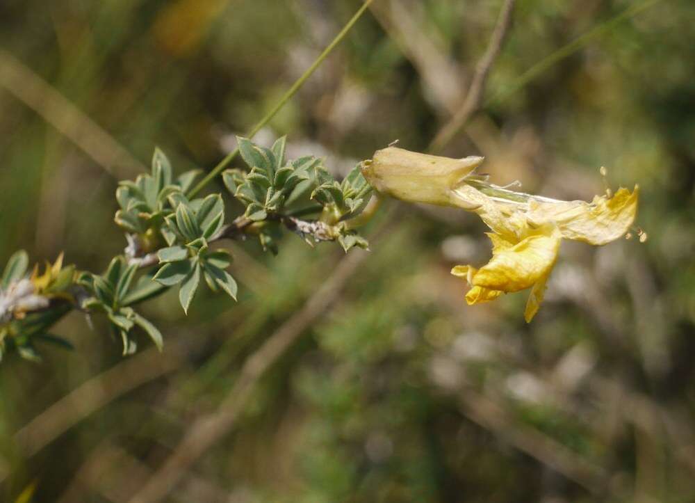 Image of Caragana scythica (Kom.) Pojark.