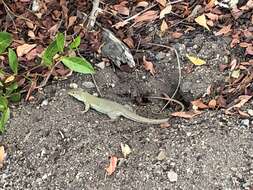 Image de Ameiva bifrontata Cope 1862