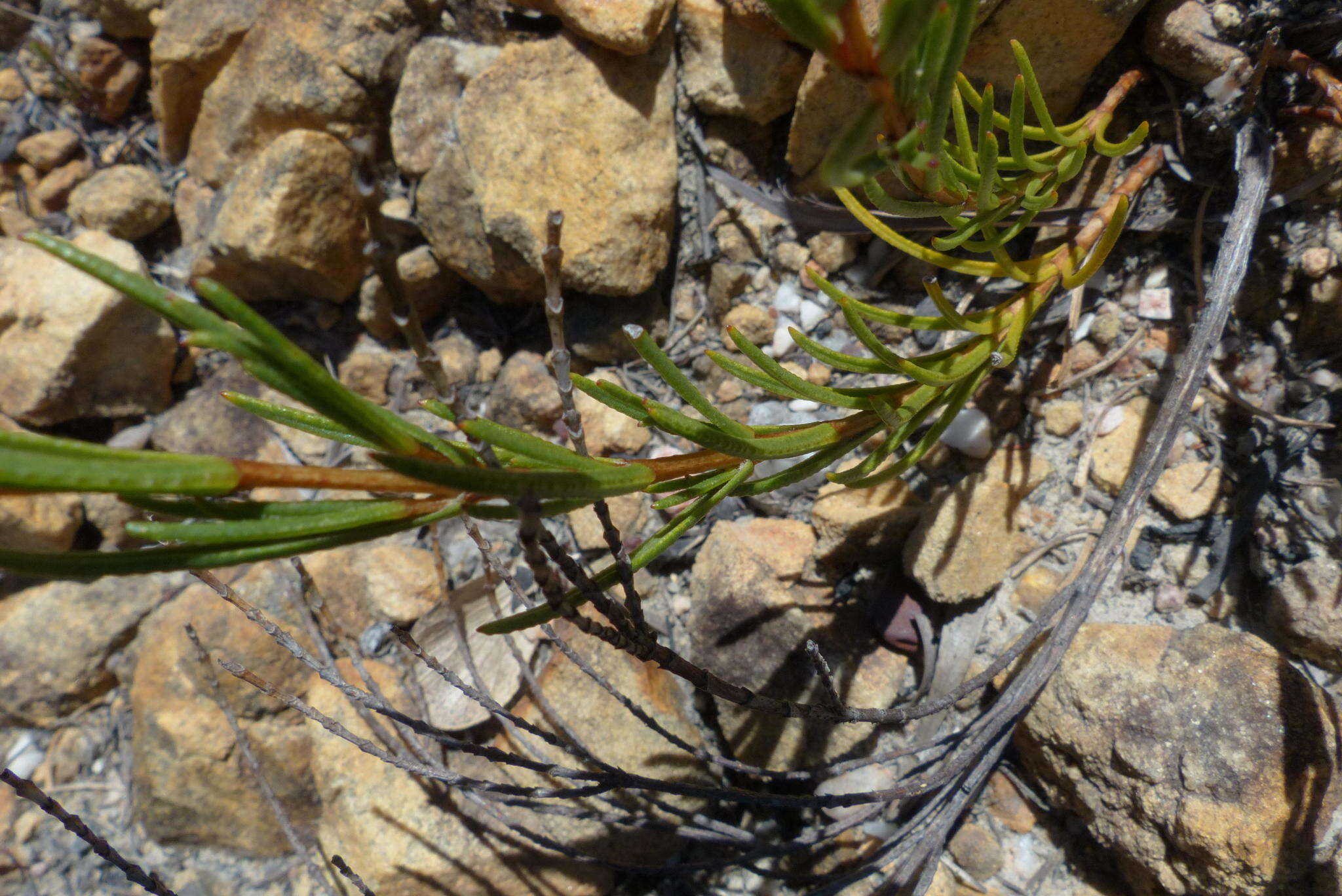 Sivun Pteronia tenuifolia DC. kuva