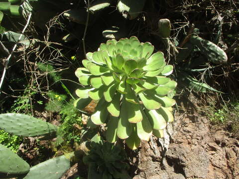 Image of Aeonium urbicum (Chr. Sm. ex Hornem.) Webb & Berth.