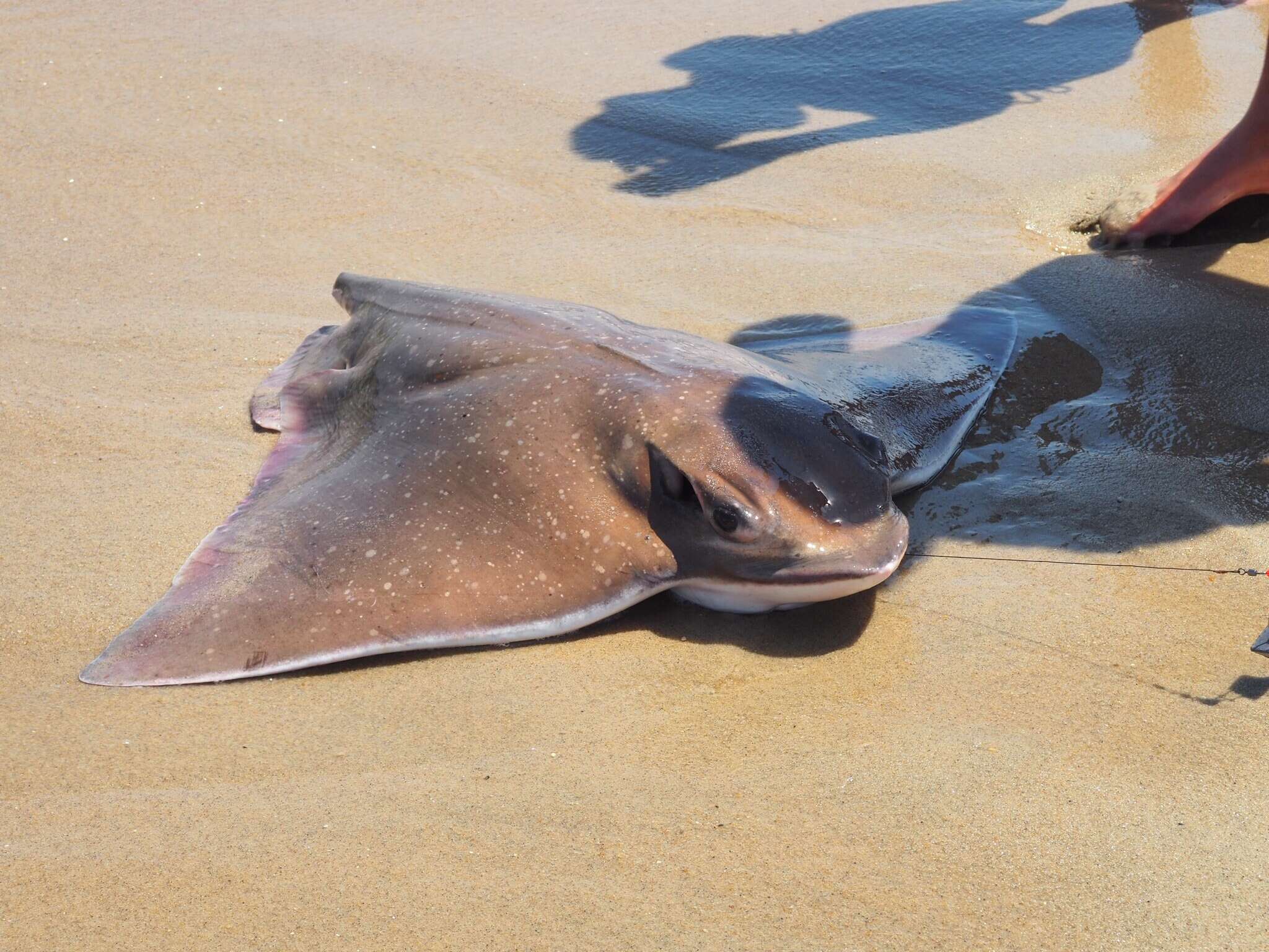 Image of Blue-nosed ray