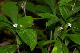 Neuracanthus africanus T. Anders. ex S. Moore resmi