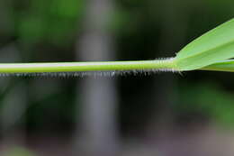 Image of Woolly Rosette Grass