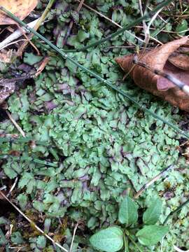 Marchantia quadrata Scop. resmi