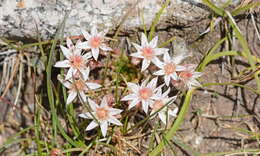 Rosularia alpestris (Kar. & Kir.) A. Boriss. resmi