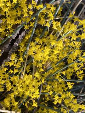 Image of Chamaexeros fimbriata (F. Muell.) Benth.