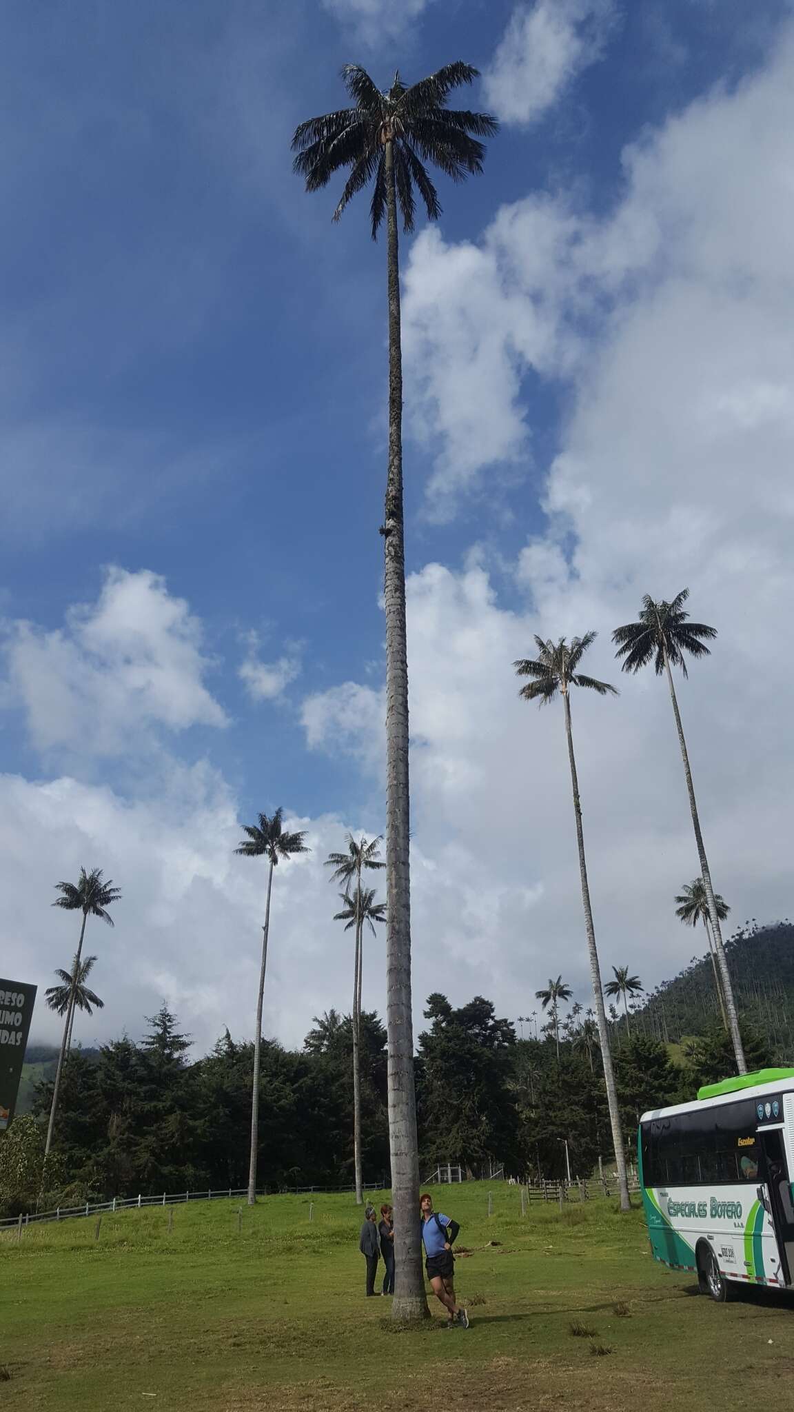 Image of Wax palm