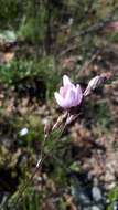 Image of Ixia stolonifera G. J. Lewis