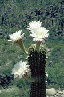 Image of Echinopsis terscheckii (J. Parm. ex Pfeiff.) H. Friedrich & G. D. Rowley