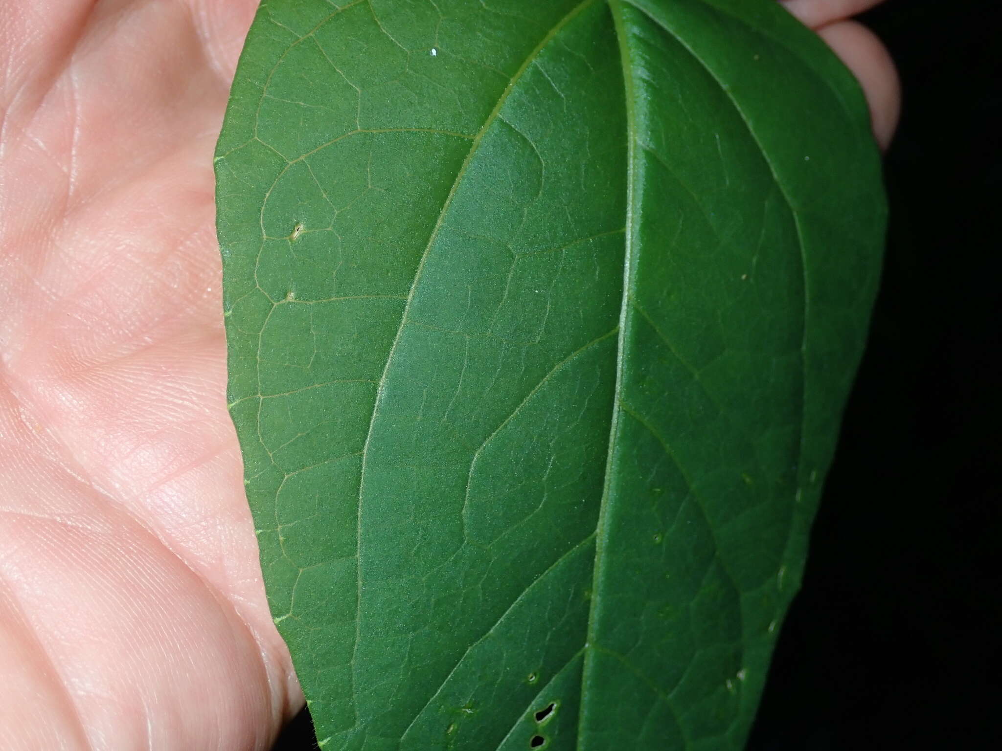 Image of Thunbergia natalensis Hook.