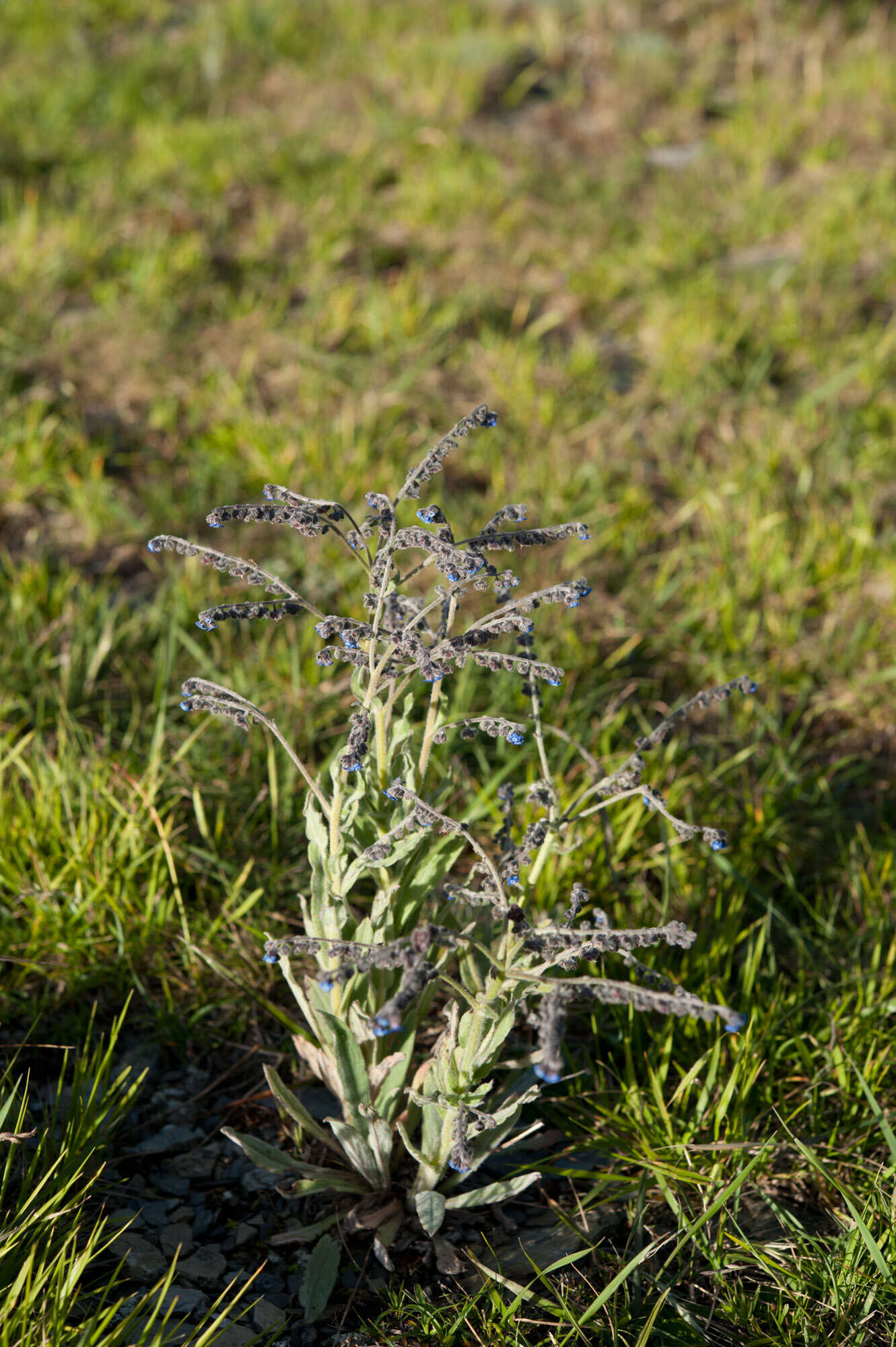 Image de Cynoglossum alpestre Ohwi