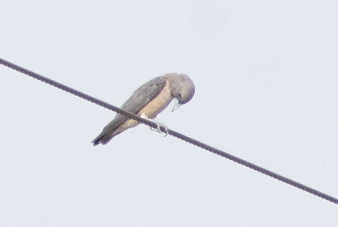 Image of Ashy Wood Swallow