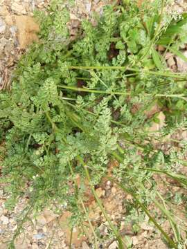 Imagem de Daucus carota subsp. commutatus (Paol.) Thell.