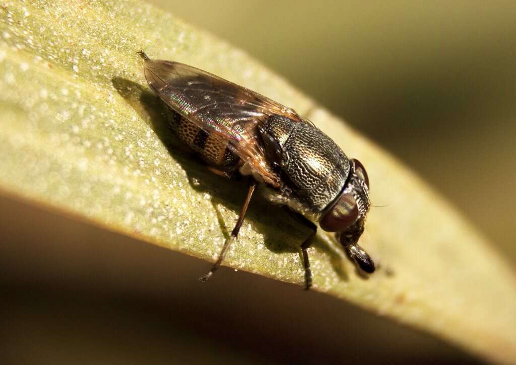 Image of Stomorhina discolor (Fabricius 1794)