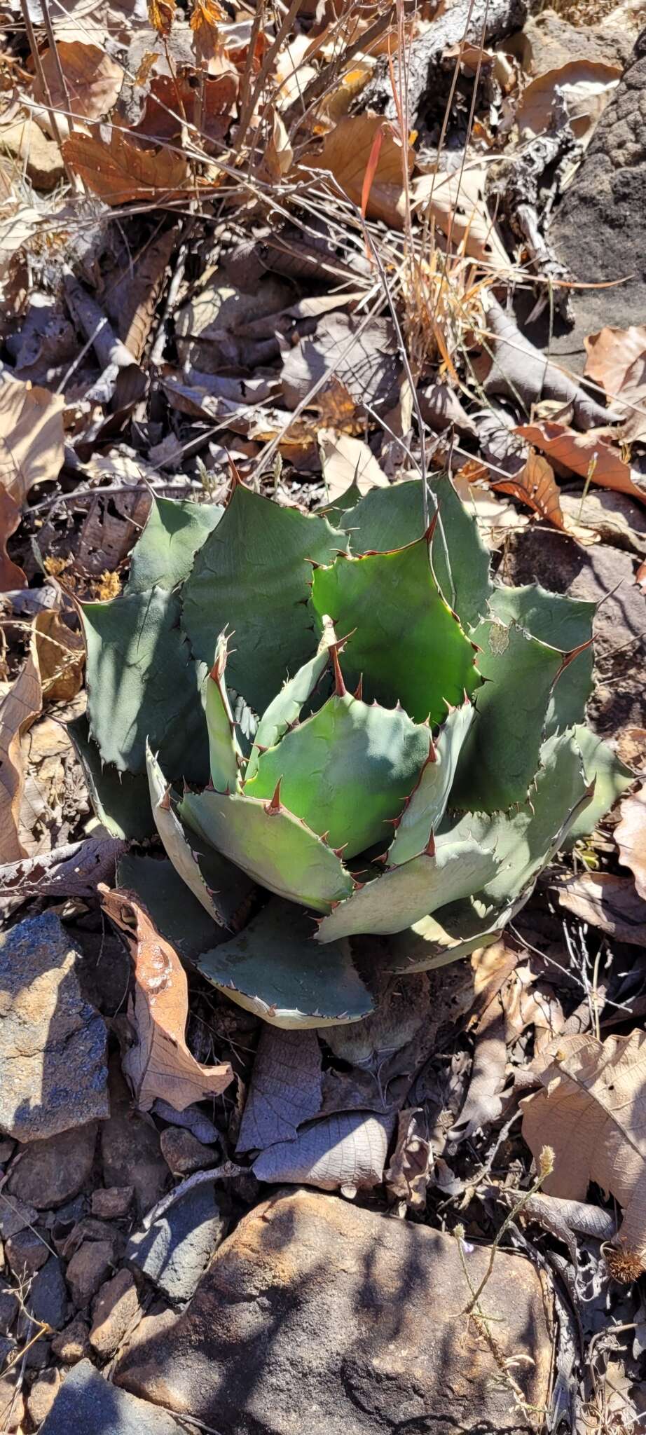 Plancia ëd Agave guadalajarana Trel.