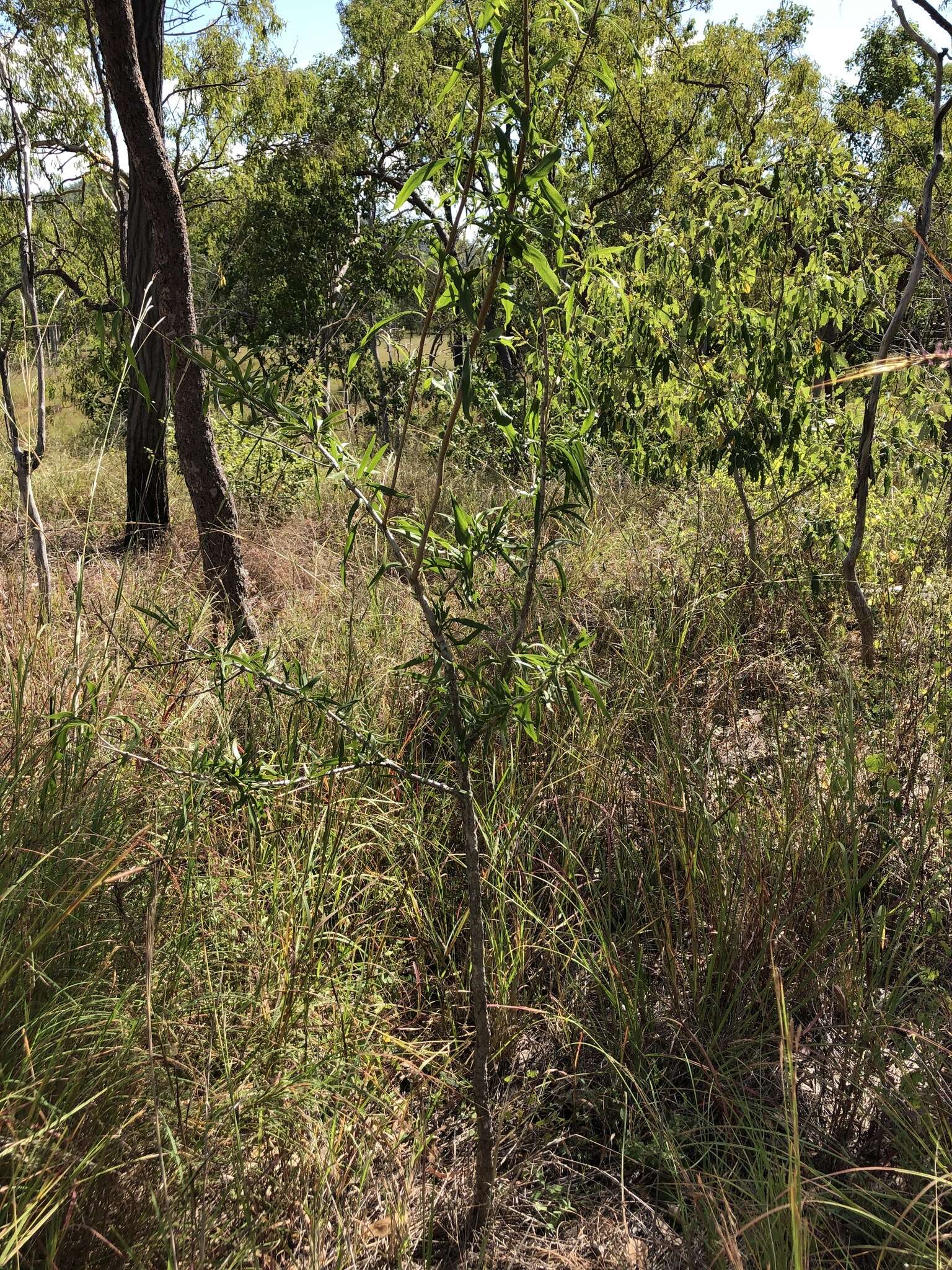 Image of Dolichandrone alternifolia (R. Br.) Seem.