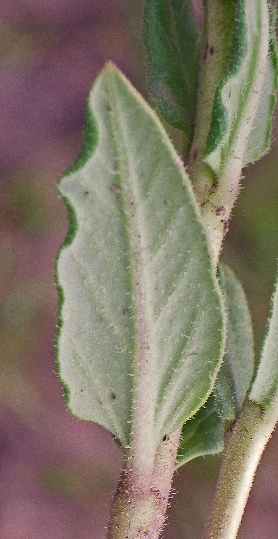 Image of Miraglossum pulchellum (Schltr.) F. K. Kupicha