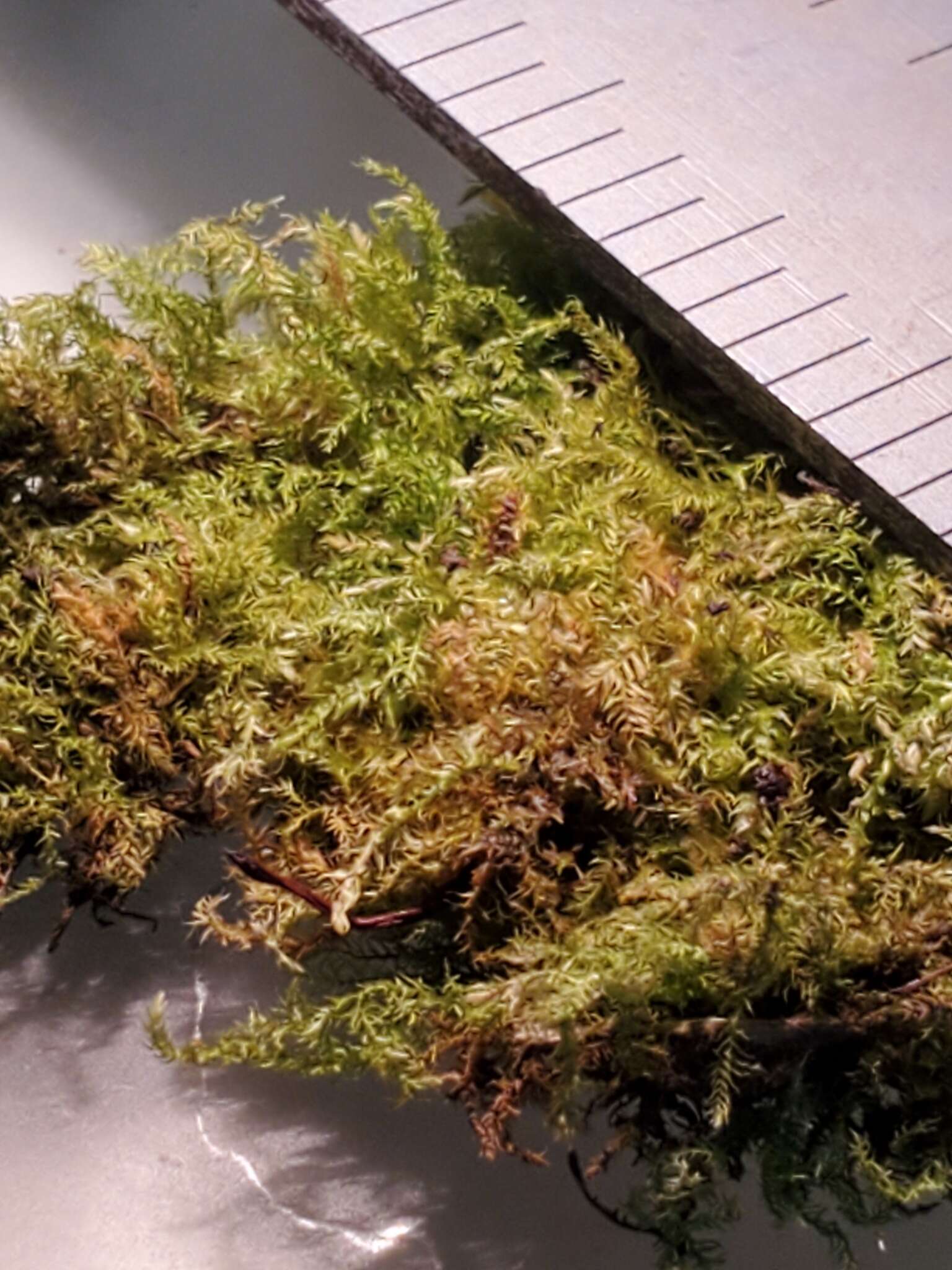 Image of Bolander's brachythecium moss