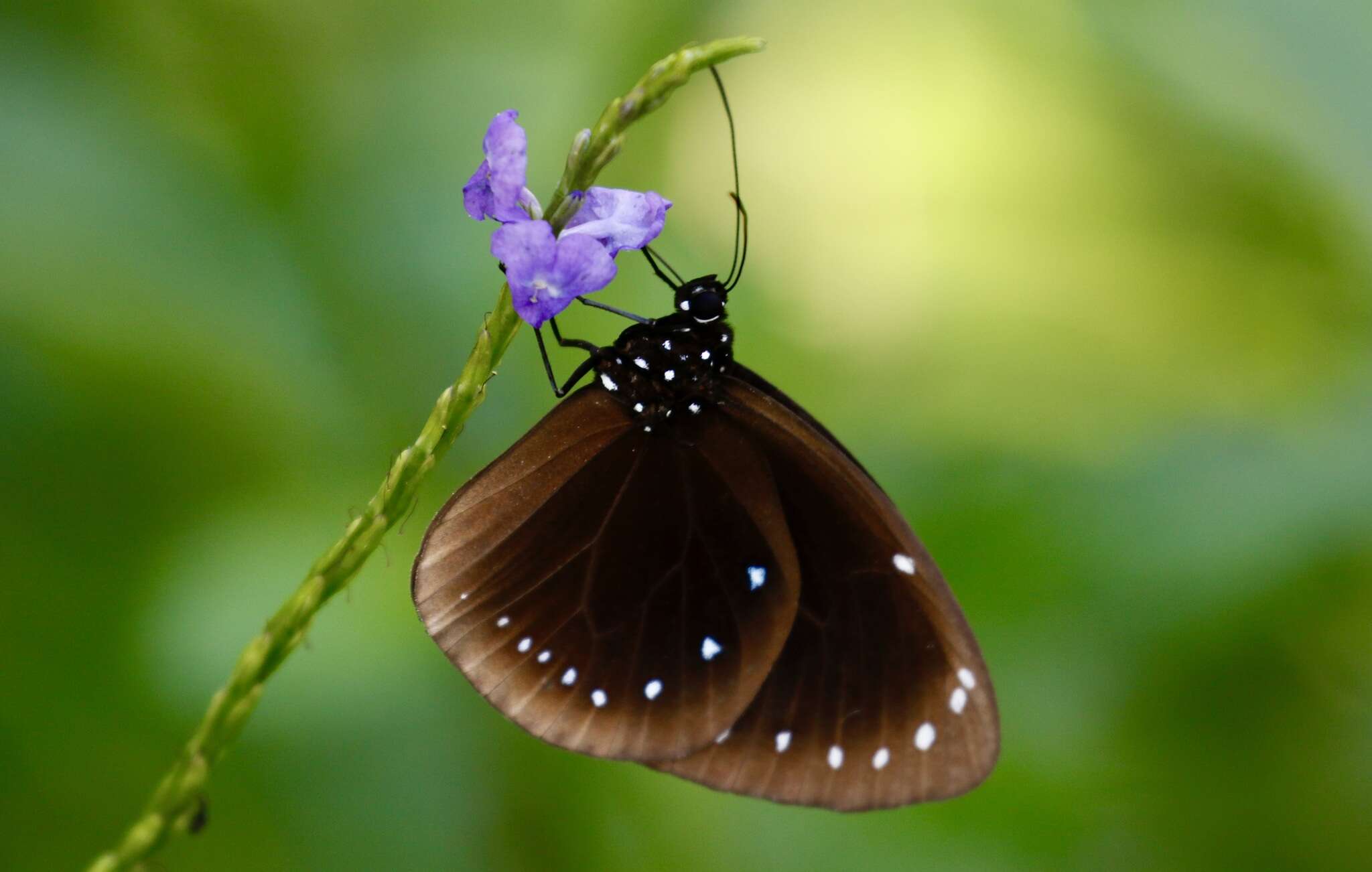 Image de Euploea leucostictos Gmelin 1788