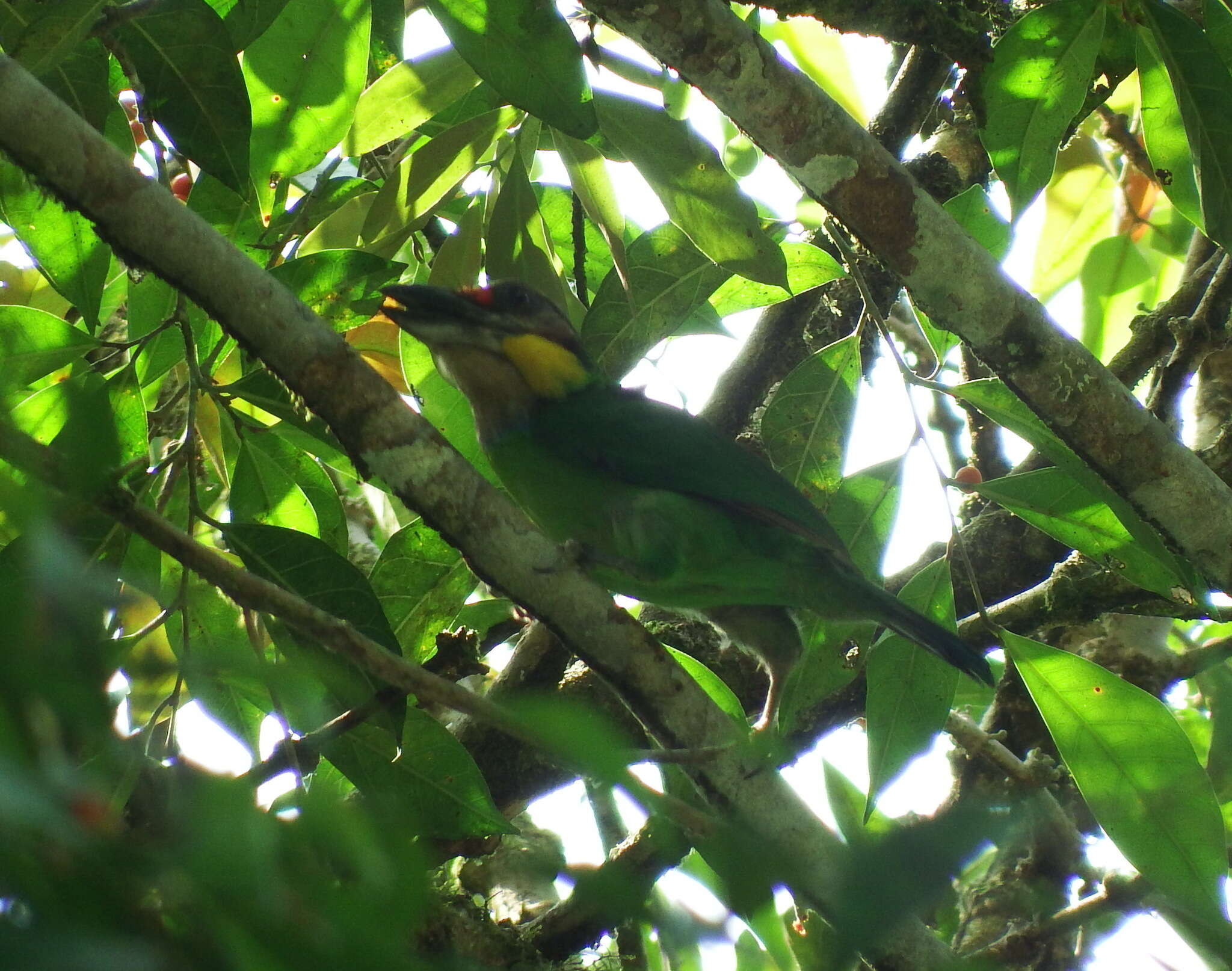 Image of Gold-whiskered Barbet