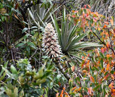 Imagem de Puya glomerifera Mez & Sodiro