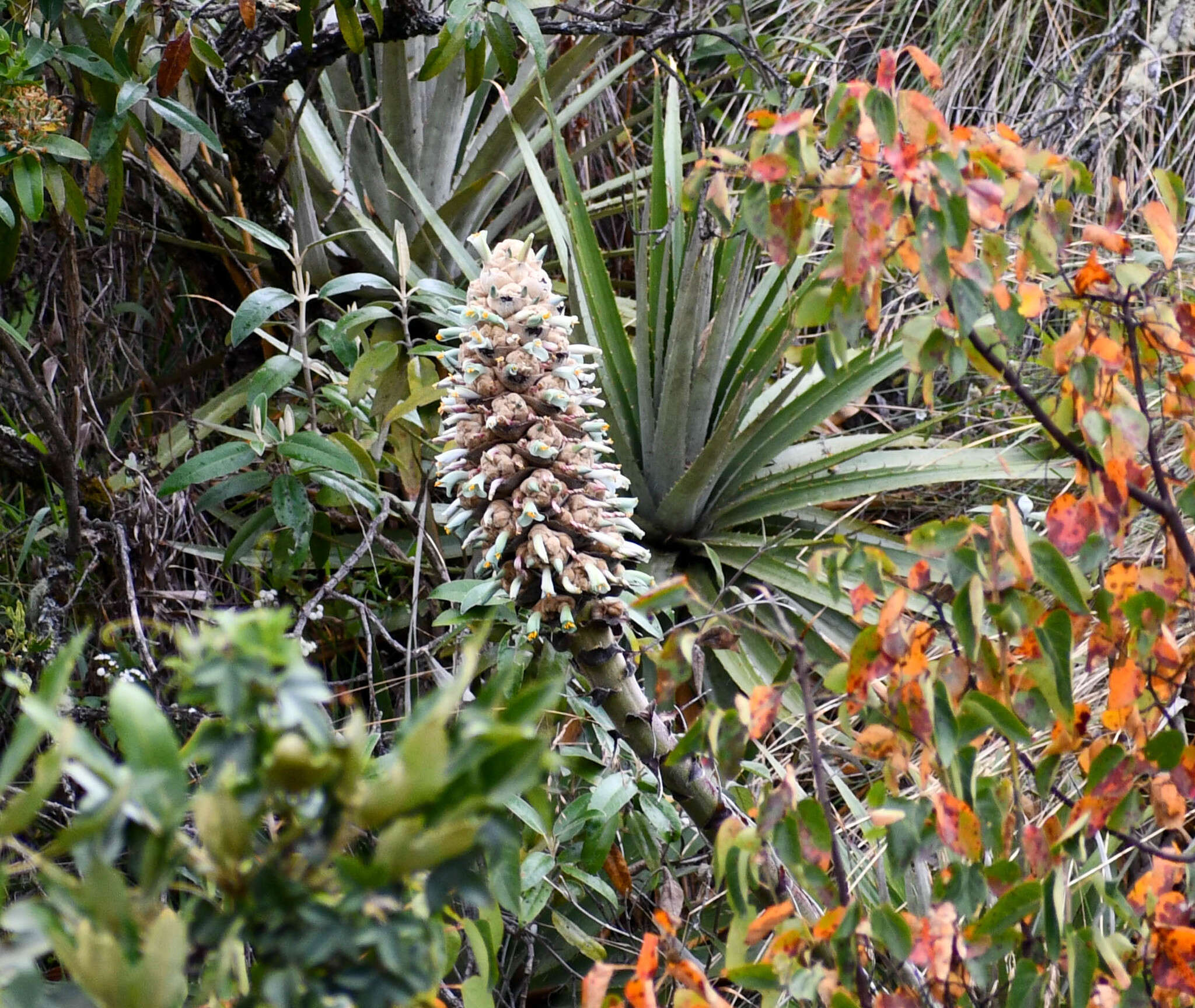 Imagem de Puya glomerifera Mez & Sodiro