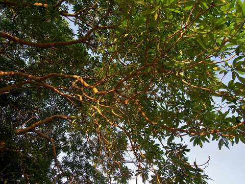 Image of Quinine tree