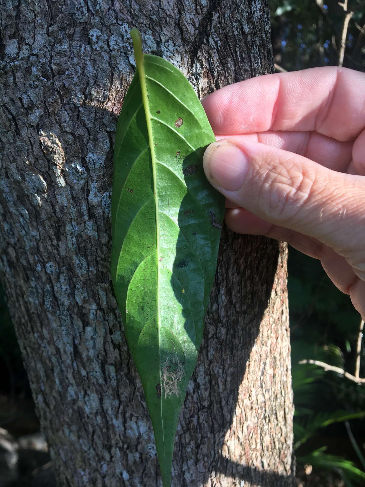 Image of Glochidion zeylanicum var. zeylanicum