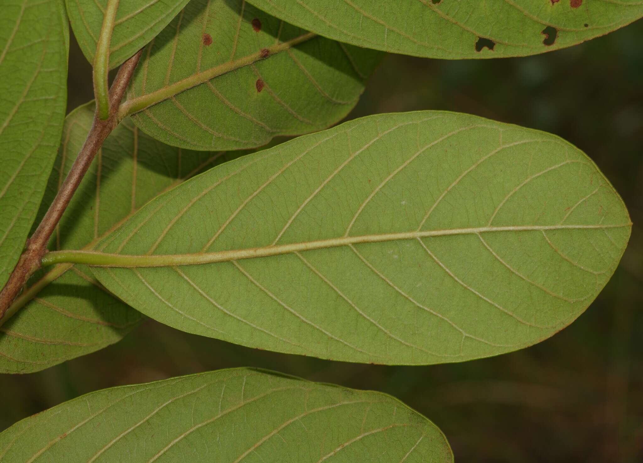 Image of Psidium guyanense Pers.