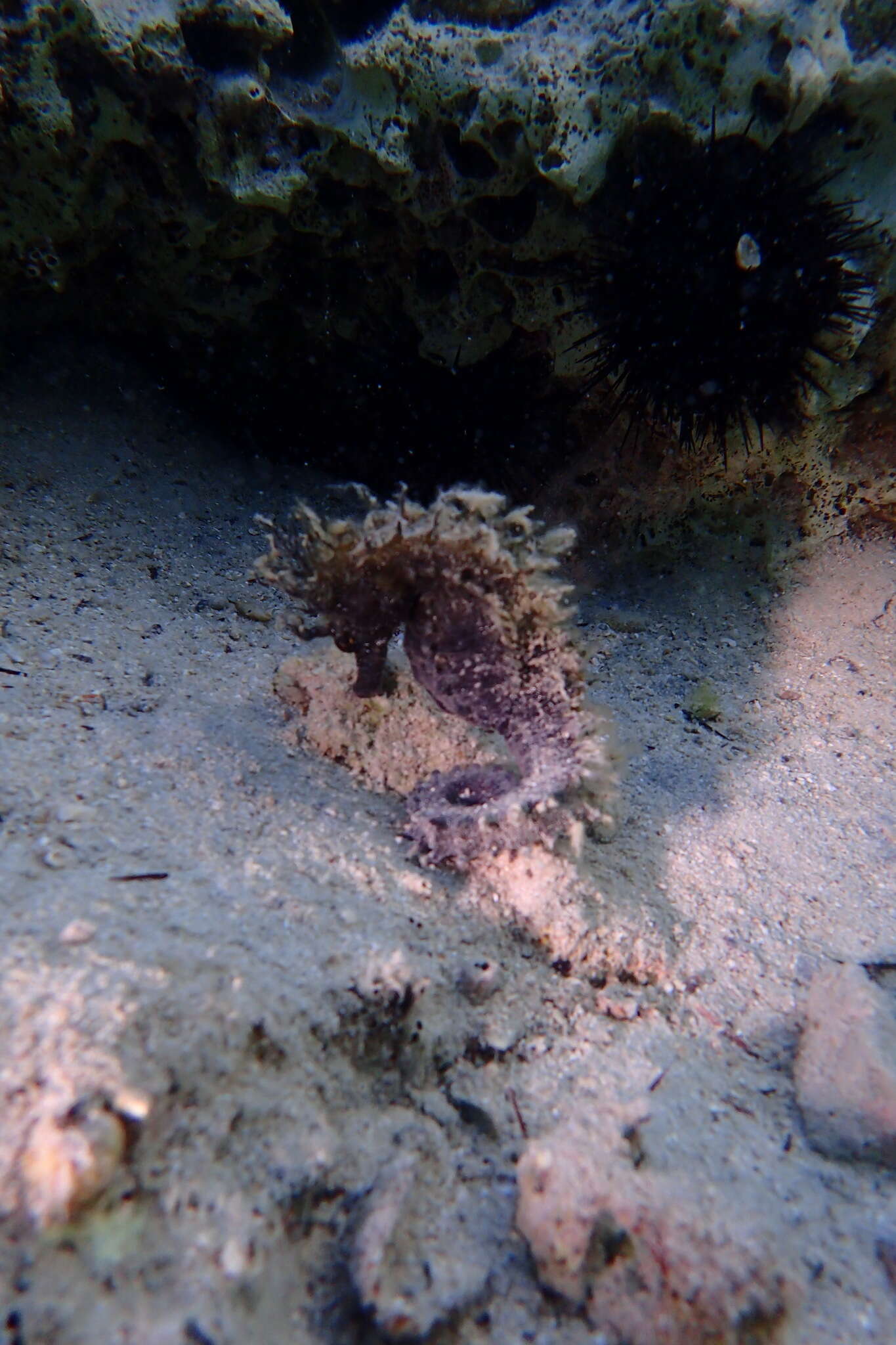 Image of Long-snouted Seahorse