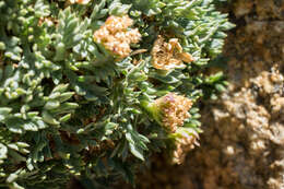 Plancia ëd Podistera nevadensis (A. Gray) S. Wats.