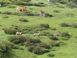 Image of Abruzzo Chamois