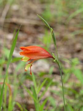 Image of Gladiolus decoratus Baker