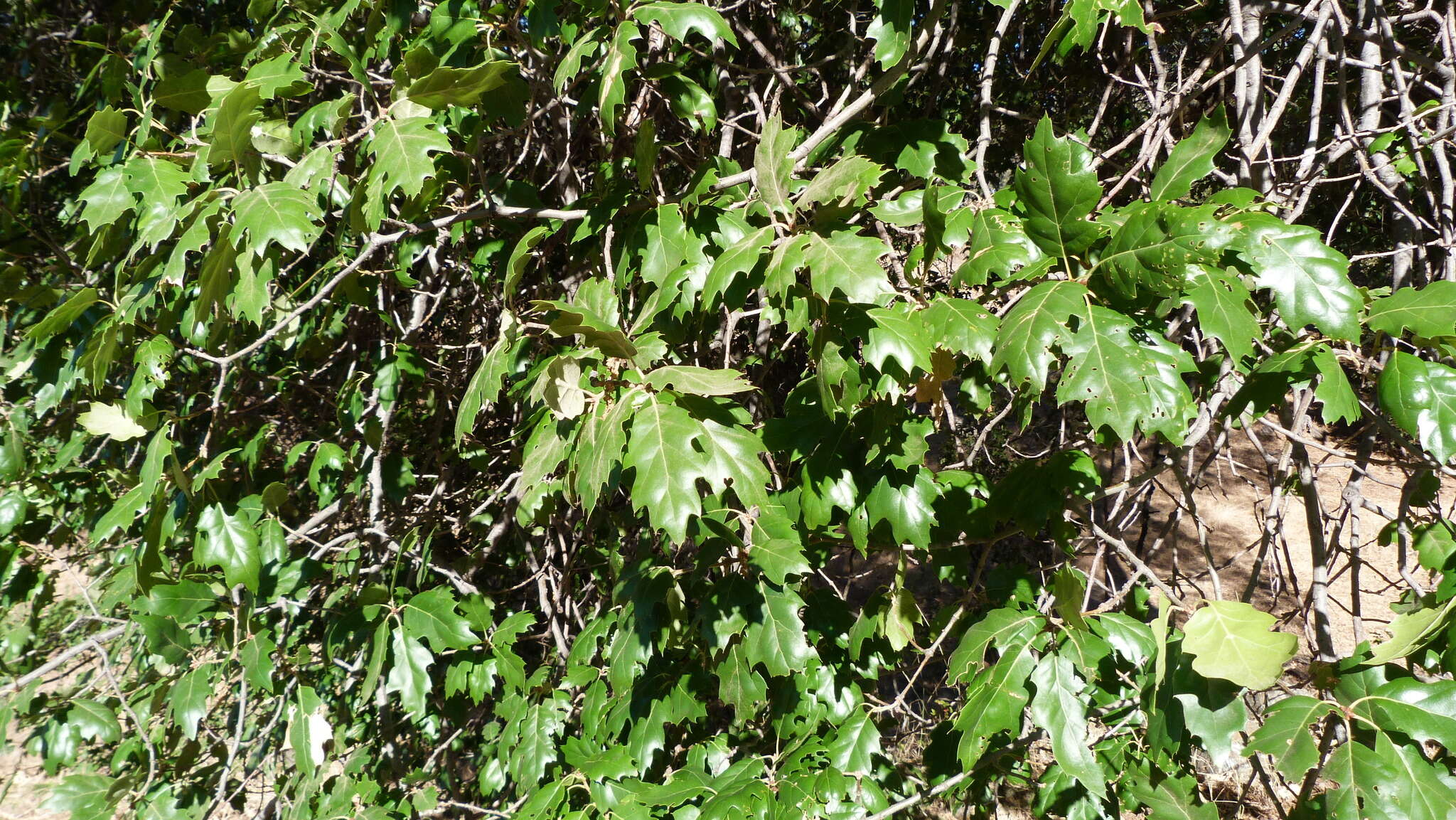 Image of hybrid oak