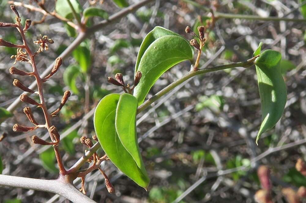 Слика од Dioscorea elephantipes (L'Hér.) Engl.