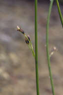 Image de Juncus haenkei E. Mey.