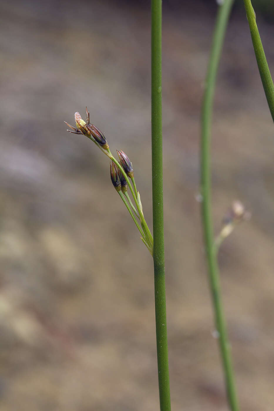 Image de Juncus haenkei E. Mey.