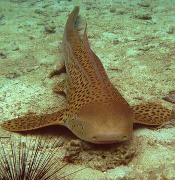 Image of Stegostoma tigrinum (Forster 1781)