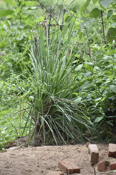 Слика од Chrysopogon zizanioides (L.) Roberty