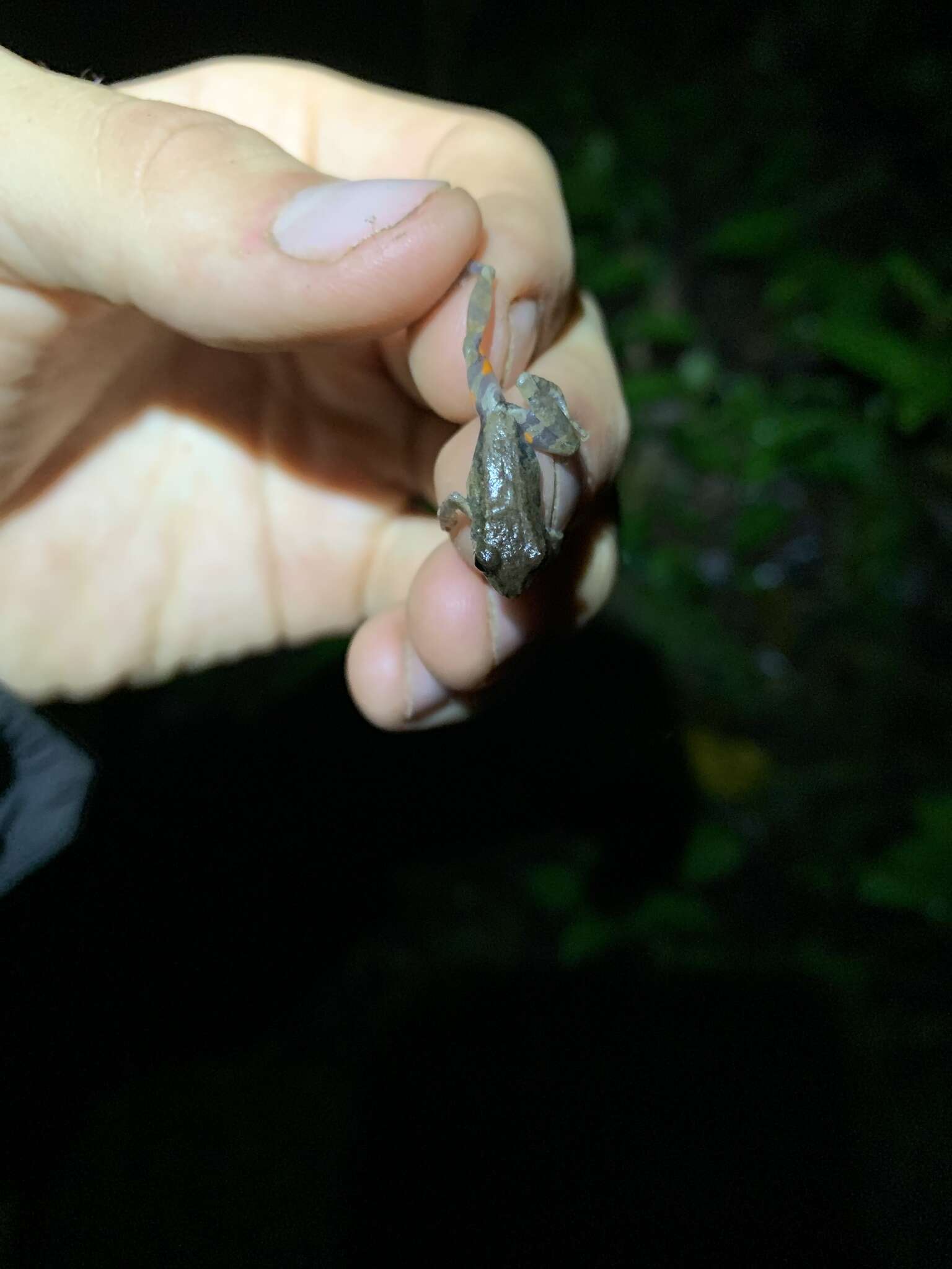 Image of Pristimantis ventrimarmoratus (Boulenger 1912)