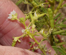 Image of James' clammyweed