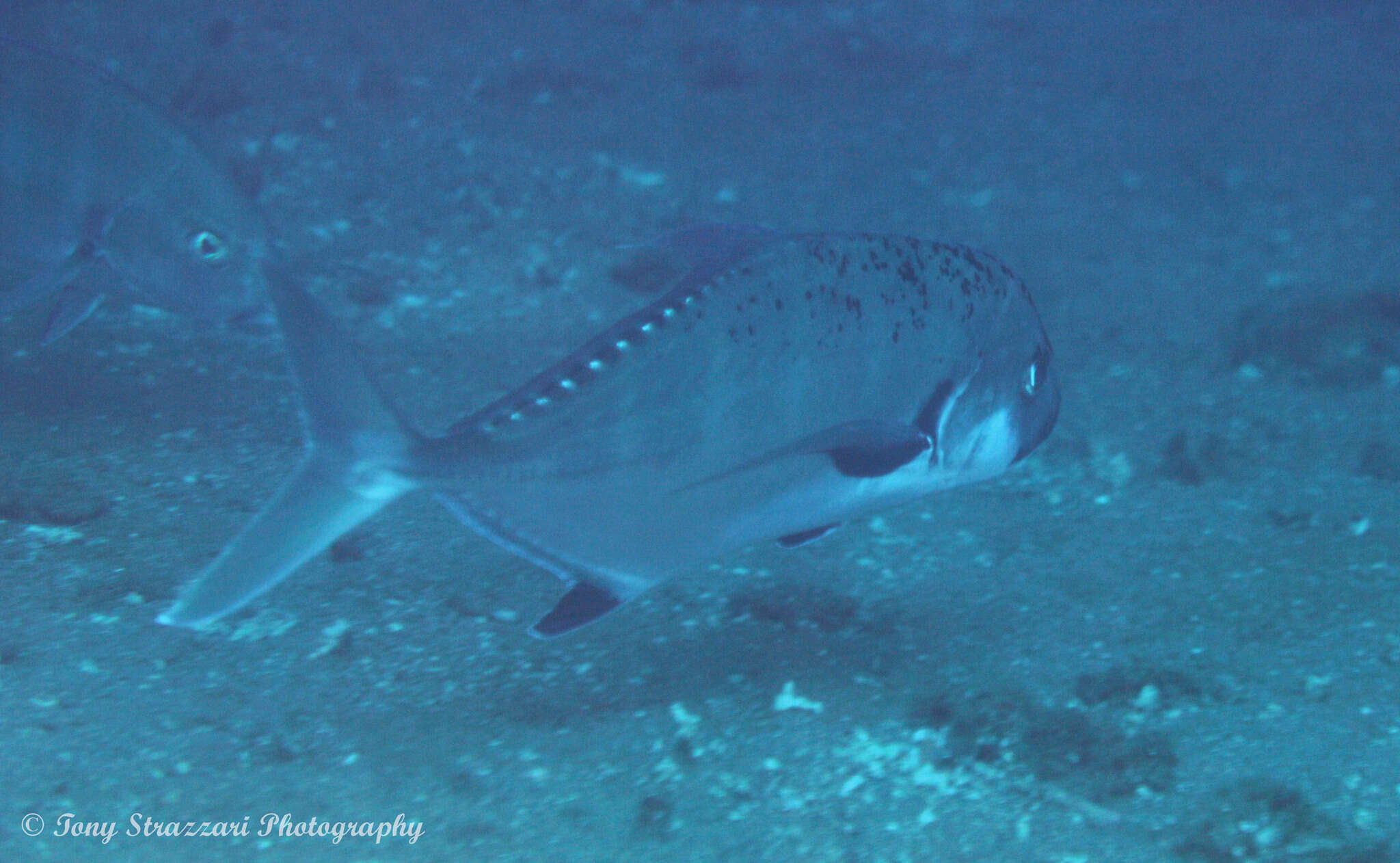 Image of Shadow trevally