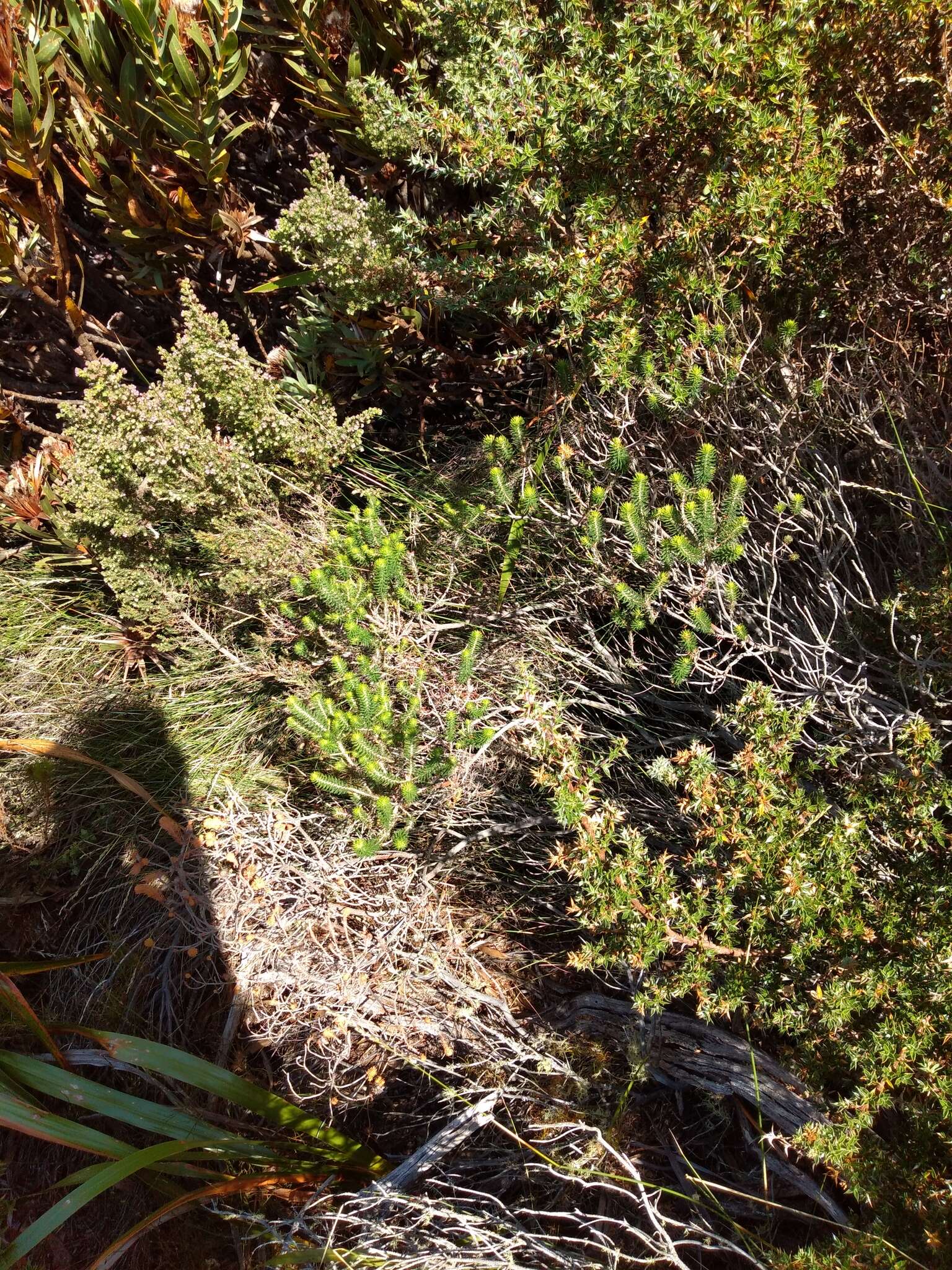 Image of Erica abietina subsp. diabolis E. G. H. Oliv. & I. M. Oliv.