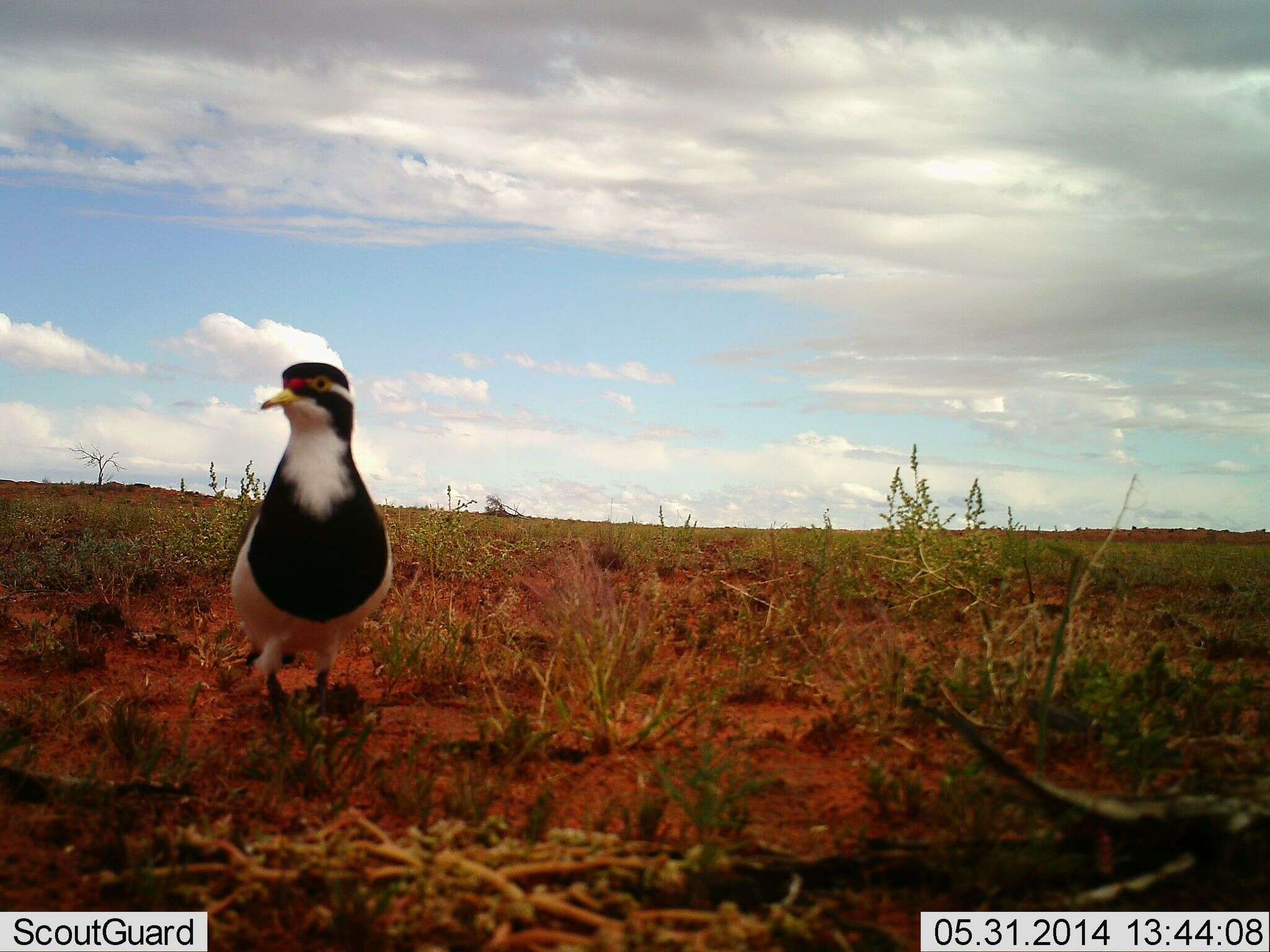 Image of Banded Lapwing