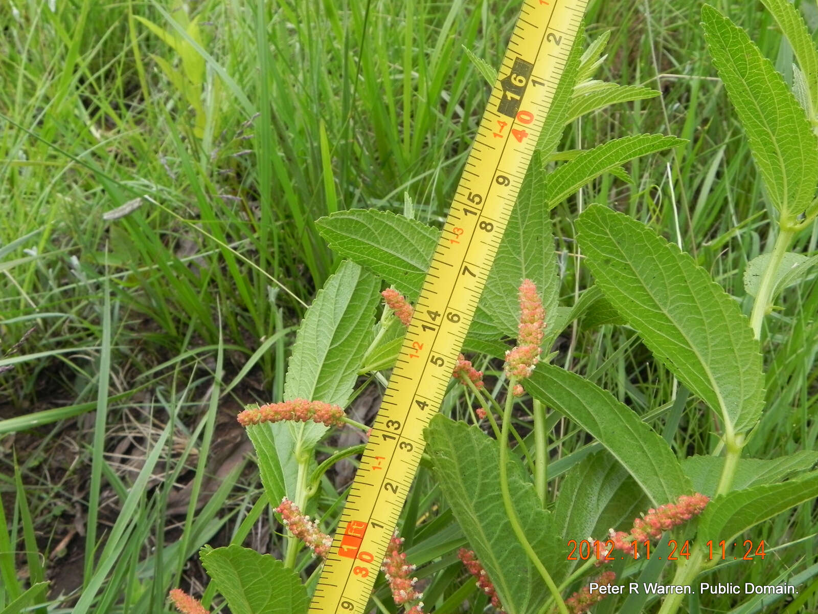 Image de Acalypha peduncularis Meisn. ex C. Krauss