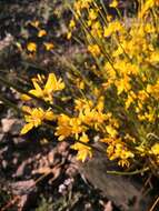 Image de Genista spartioides Spach